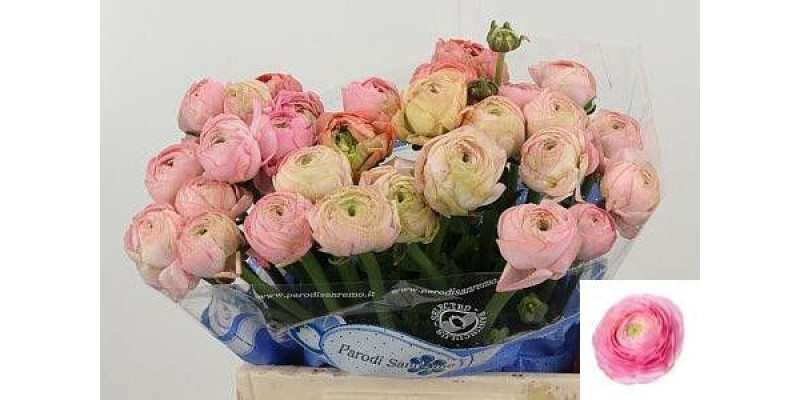 Ranunculus Su Rosado Extra 40cm A1