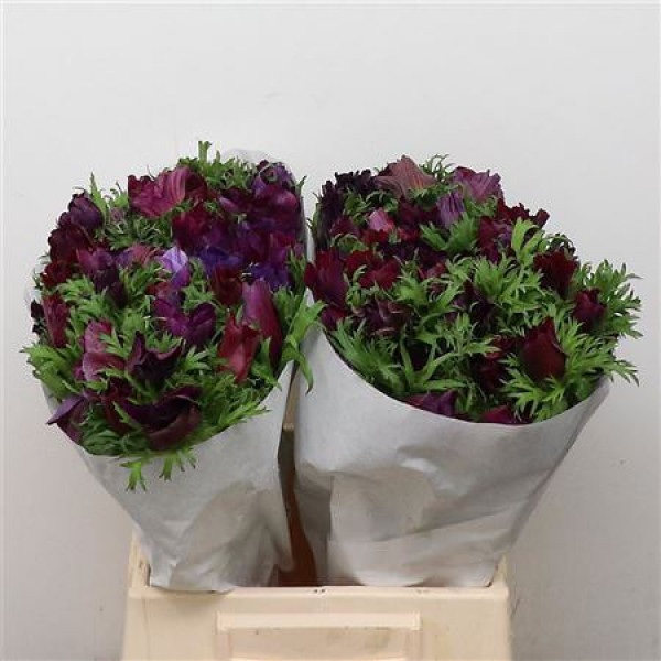 Anemones Mistral Bordeaux Super 45cm A1