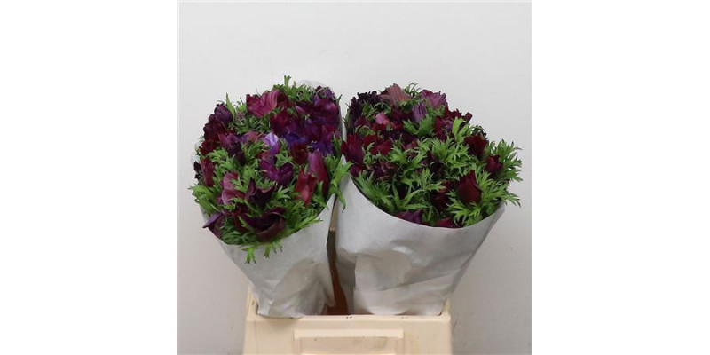 Anemones Mistral Bordeaux Super 45cm A1