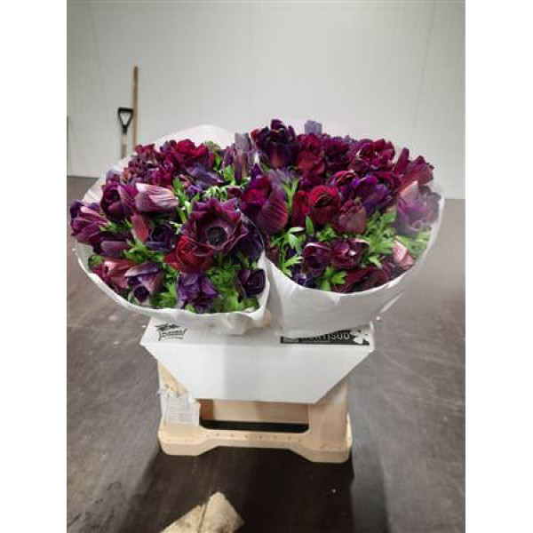 Anemones Mistral Bordeaux Extra 45cm