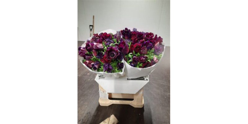 Anemones Mistral Bordeaux Extra 45cm