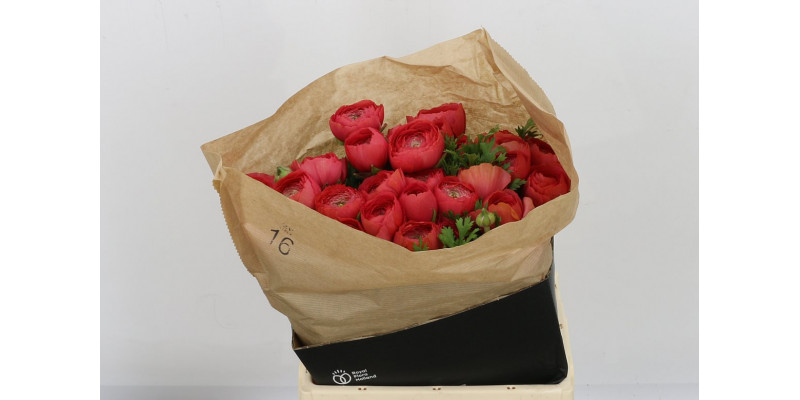 Ranunculus Cloni Su Fragolino 40cm A1 Col-Red