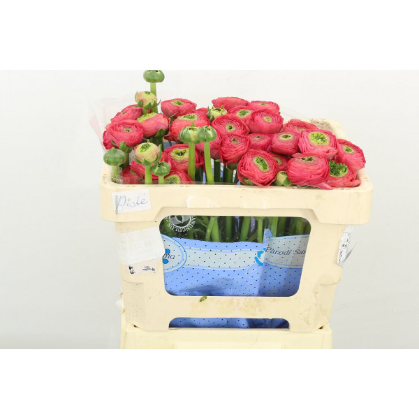 Ranunculus Kl Su Fragolino 45cm A1 Col-Red