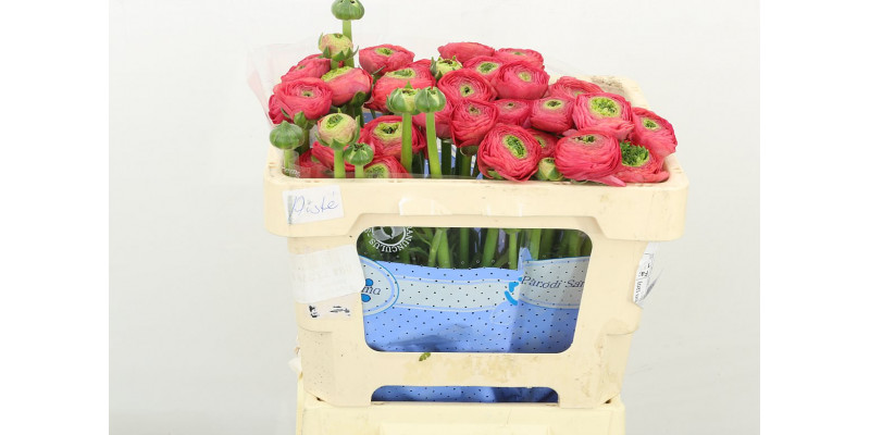 Ranunculus Kl Su Fragolino 45cm A1 Col-Red