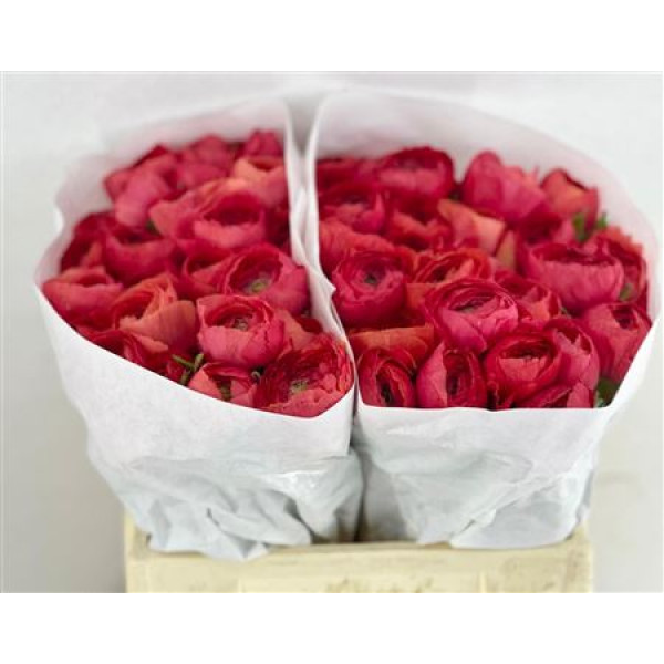 Ranunculus Clooney Fragolino 45 cm A1