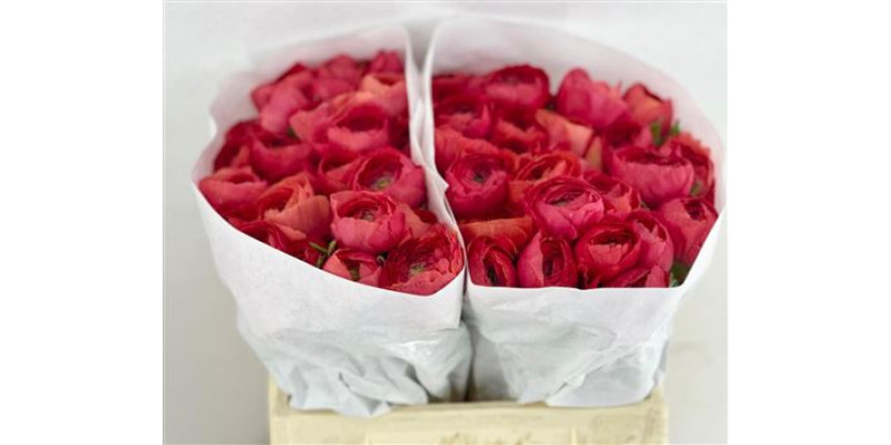 Ranunculus Clooney Fragolino 45 cm A1