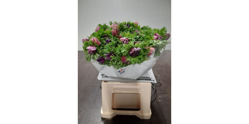 Anemones Mistral Rarity Super 40cm  Col-Bicolor