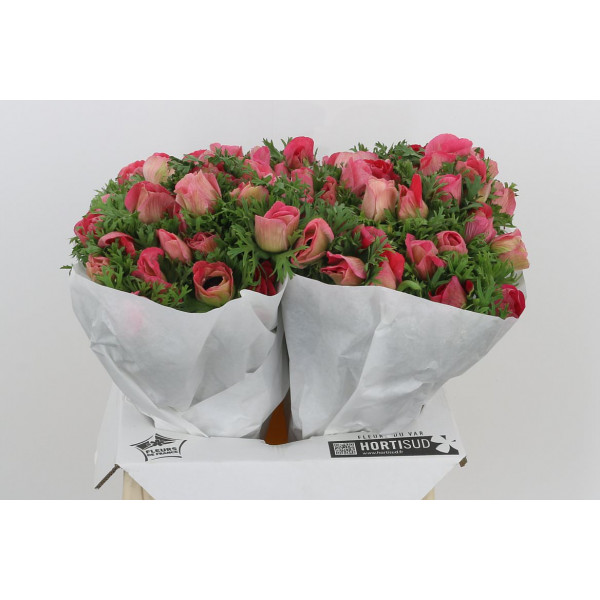 Anemones Mistral Pinky Extra 40cm  Col-Pink