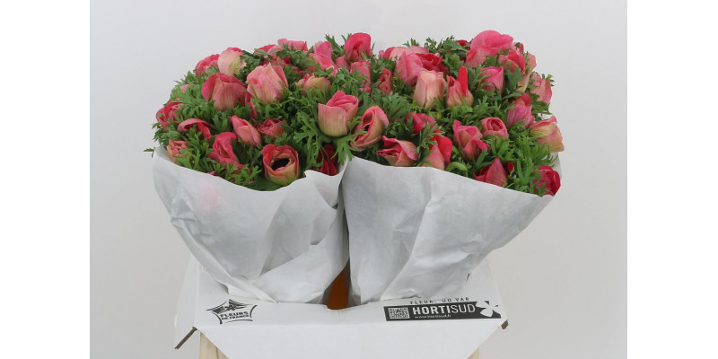 Anemones Mistral Pinky Extra 40cm  Col-Pink