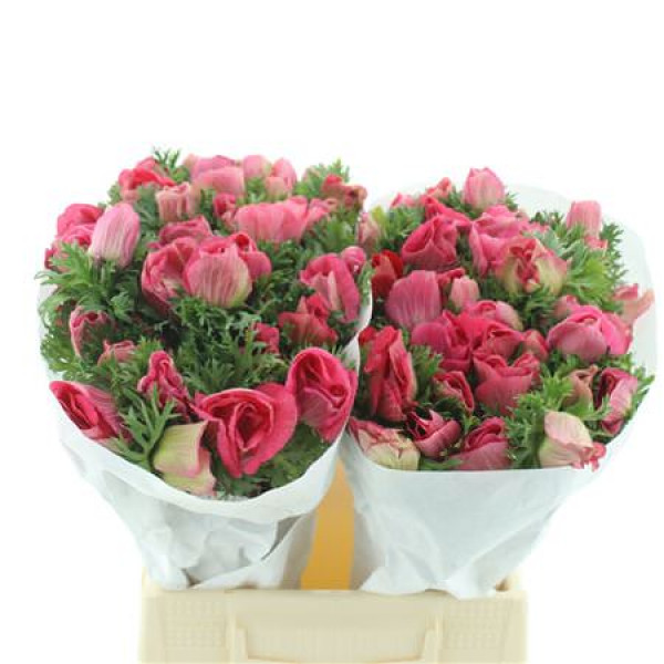 Anemones Mistral Pink Super 45cm A1