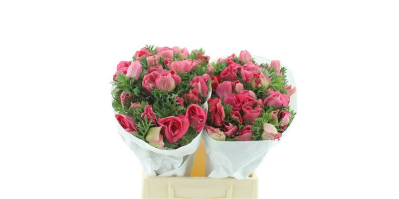 Anemones Mistral Pink Super 45cm A1