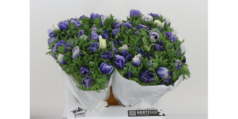 Anemones Mistral Plus Azzurro 40cm  Col-Green Blue