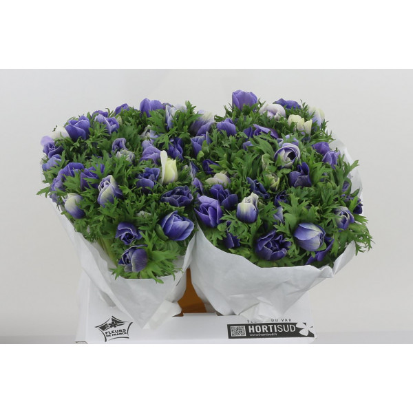 Anemones Mistral Plus Azzurro 40cm  Col-Green Blue