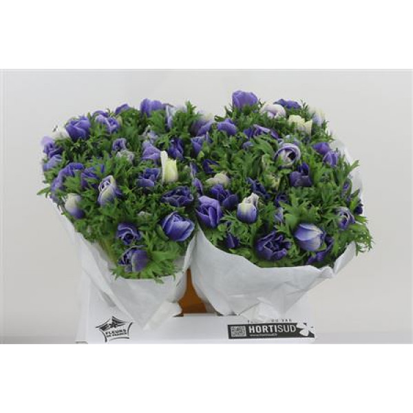 Anemones Mistral Plus Azzurro 45cm