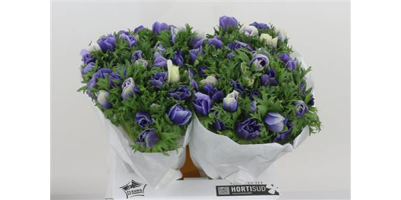 Anemones Mistral Plus Azzurro 45cm