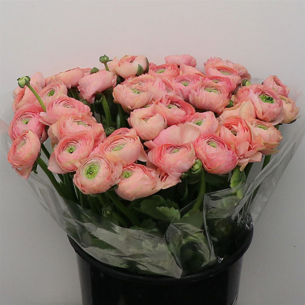 Ranunculus Su Sr Grand Pastel Peach Super 40cm A1