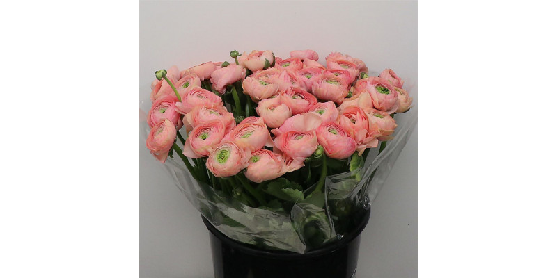 Ranunculus Su Sr Grand Pastel Peach Super 40cm A1