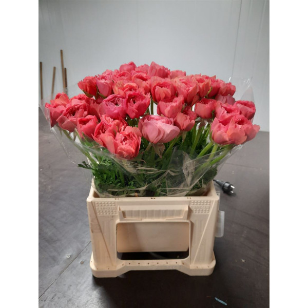 Ranunculus Kl Fragolino Xl 45cm A1