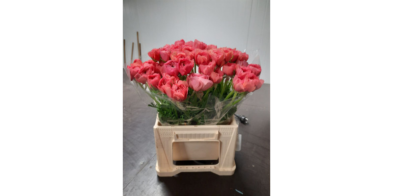 Ranunculus Kl Fragolino Xl 45cm A1