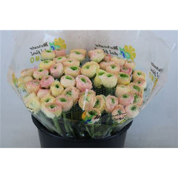 Ranunculus Cloni Ex Touareg Pastel 40cm