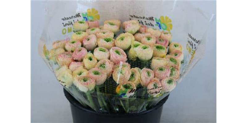 Ranunculus Cloni Ex Touareg Pastel 40cm