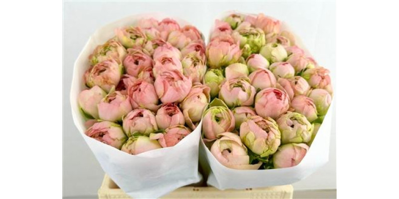 Ranunculus Clooney Gran Pastel 45 cm A1