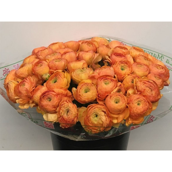 Ranunculus Su Sr Mambo Dark Peach Super 40cm A1