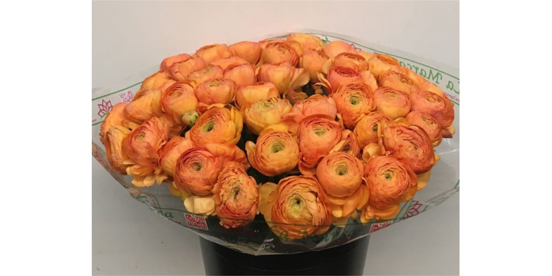 Ranunculus Su Sr Mambo Dark Peach Super 40cm A1