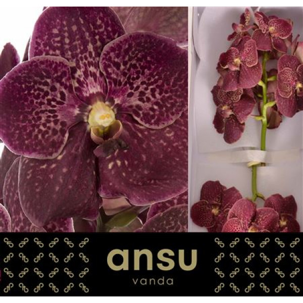 Orchid Vanda Sunanda Chocolate Red 0cm A1 Col-Red