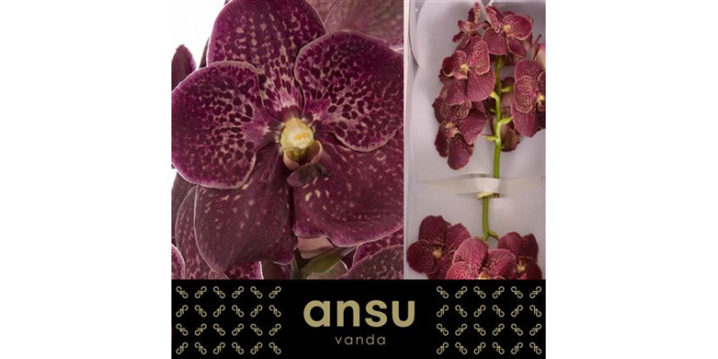 Orchid Vanda Sunanda Chocolate Red 0cm A1 Col-Red