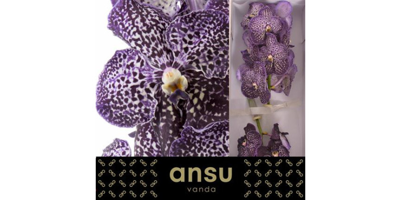 Orchid Vanda Sunanda Jeff Leatham 25 cm A1