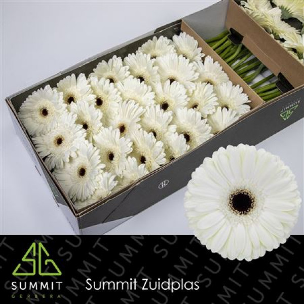 Gerbera Snow King Doos 45cm A1