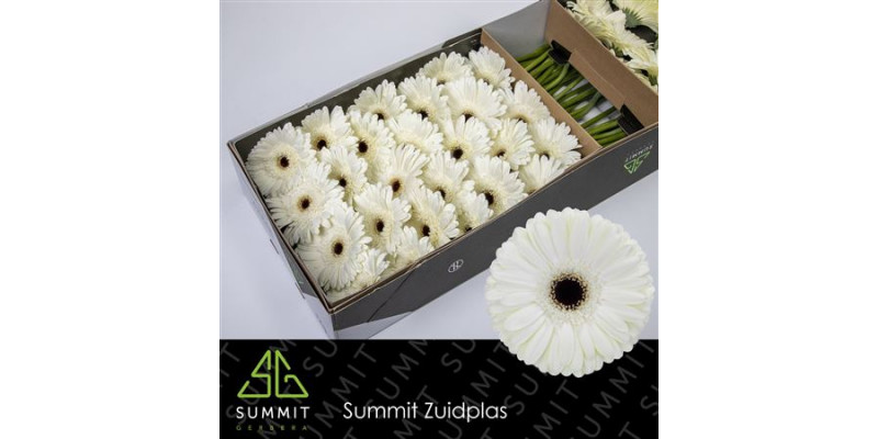 Gerbera Snow King Doos 45cm A1