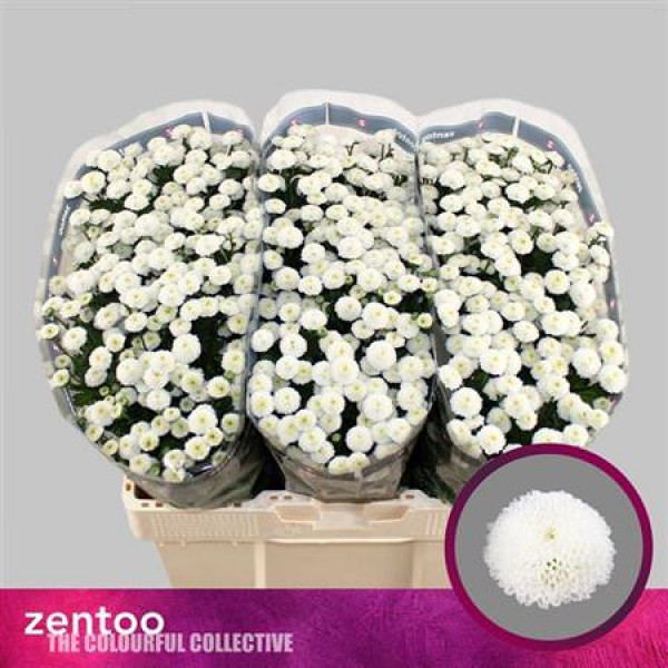 Chrysanthemums S Pizarro 50cm A1 Col-White