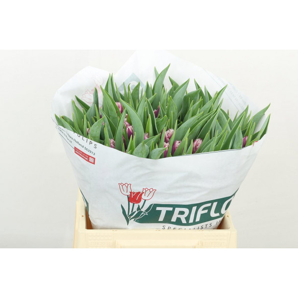 Tulips Freesias San Martin 39 A1Bicolor