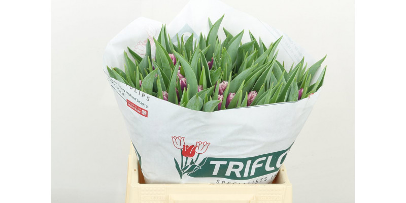 Tulips Freesias San Martin 39 A1Bicolor