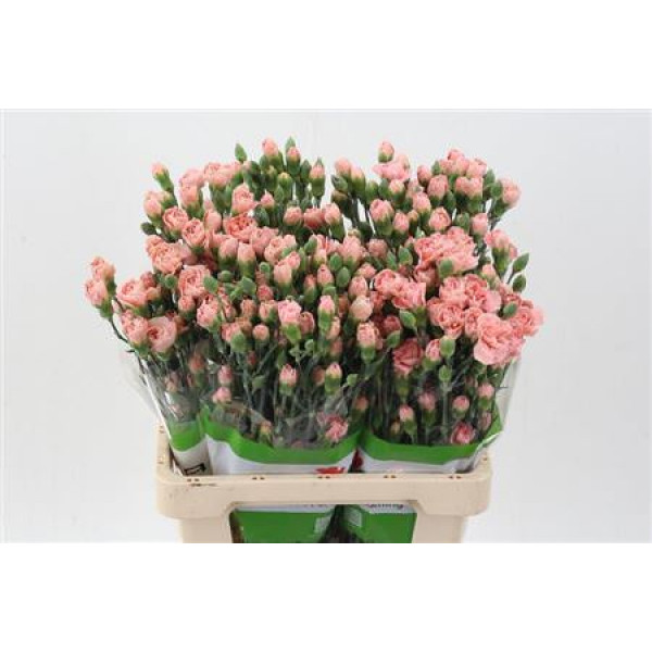 Dianthus Symply Peach X20 65cm A1