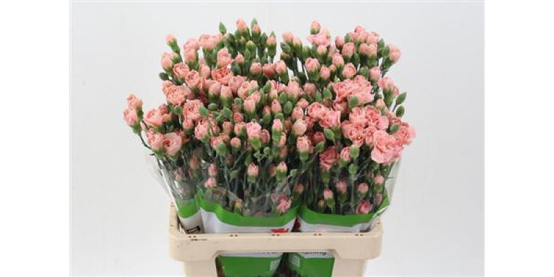 Dianthus Symply Peach X20 65cm A1