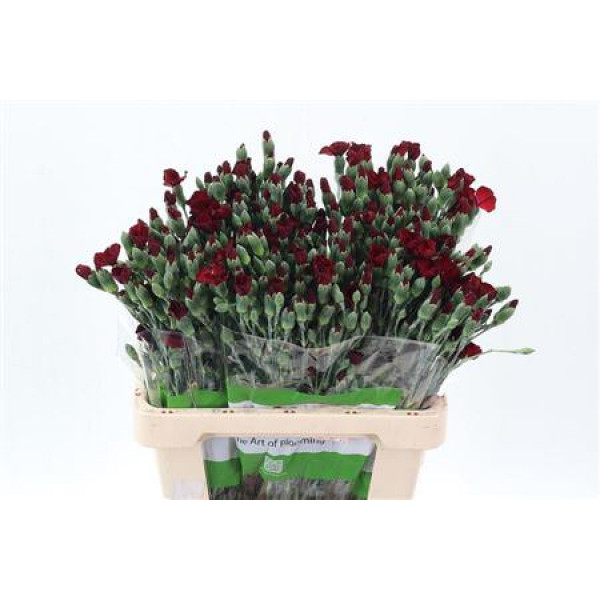 Dianthus Symply Cocket D Rood X20 65cm A1