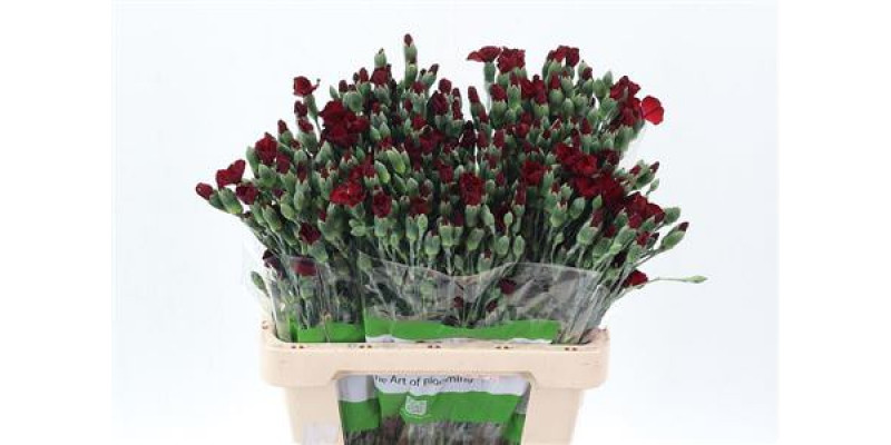 Dianthus Symply Cocket D Rood X20 65cm A1