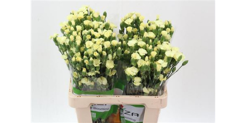 Dianthus Symply Cocket Geel X20 65cm A1