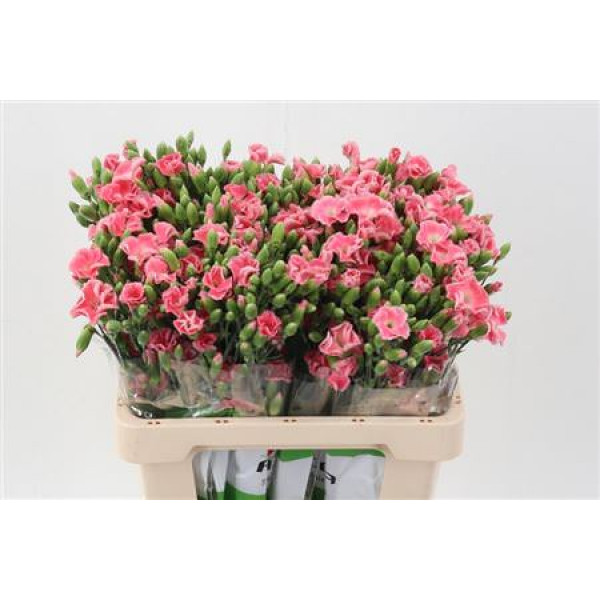 Dianthus Symply Salmon X20 65cm A1