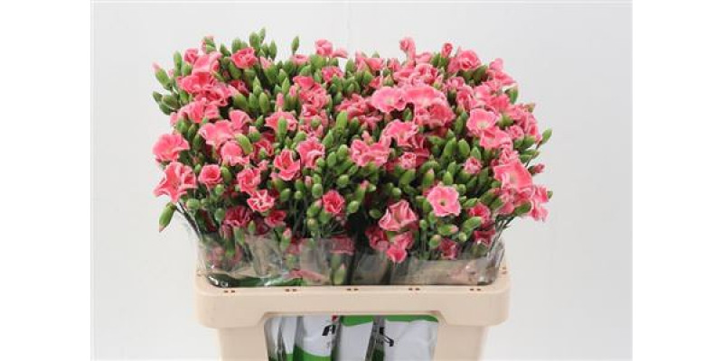 Dianthus Symply Salmon X20 65cm A1