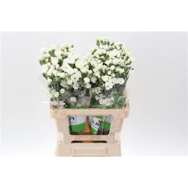 Dianthus Symply Snow X20 65cm A1