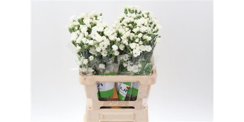 Dianthus Symply Snow X20 65cm A1