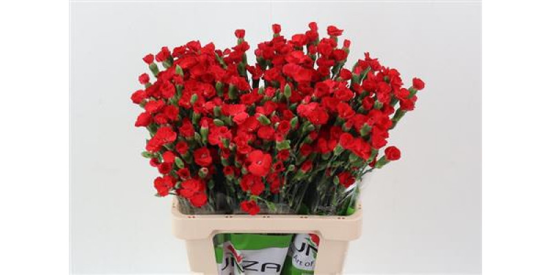 Dianthus Symply Love X20 65cm A1