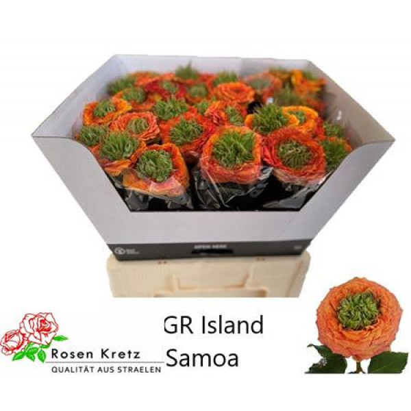 Rose Gr Garden Island Samoa 60cm A1