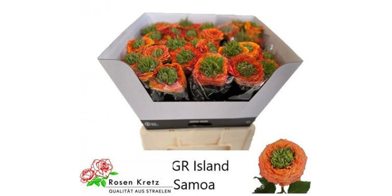 Rose Gr Garden Island Samoa 60cm A1