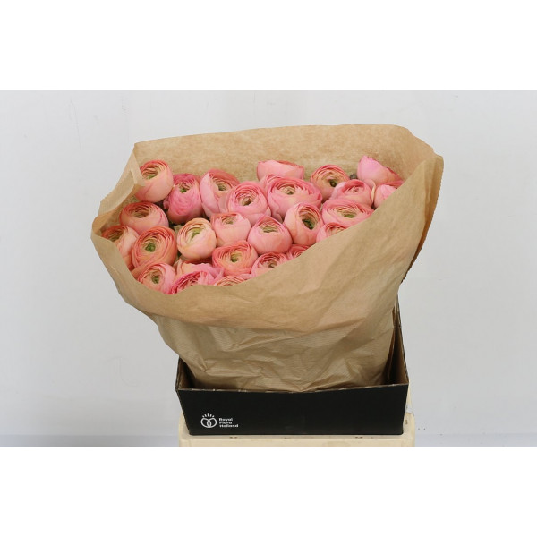 Ranunculus Cloni Su Venere 40cm A1 Col-Peach