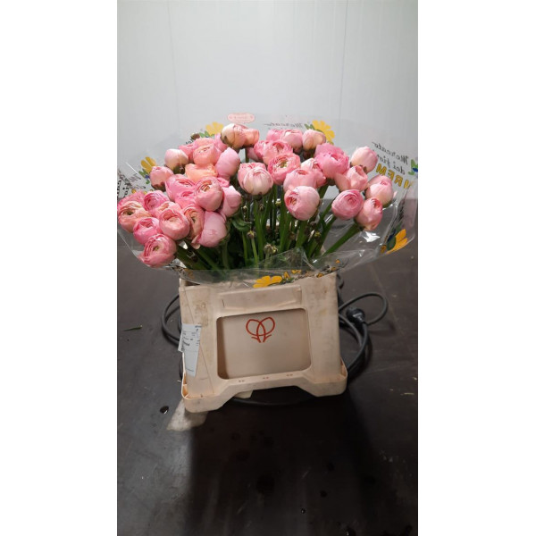 Ranunculus Kl Venere Xl 45cm A1